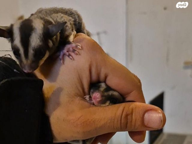 מכרסם סנאי מעופף \ שוגר