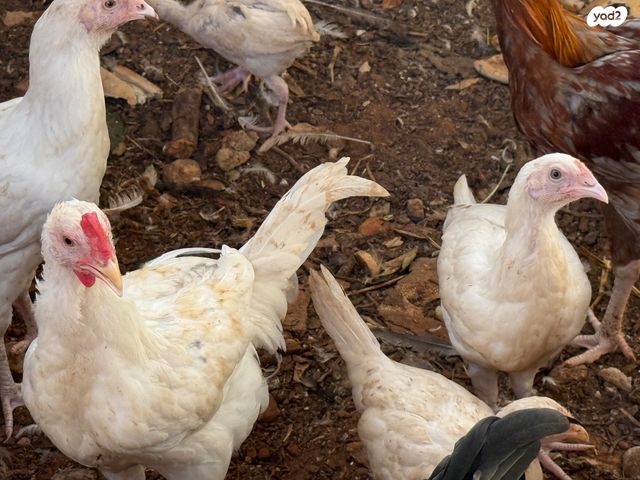 חיית משק לגהורן