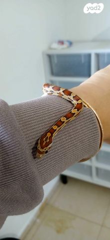 זוחל כרכן תירס