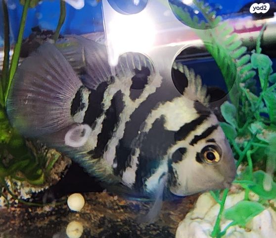 דג ציקלידים