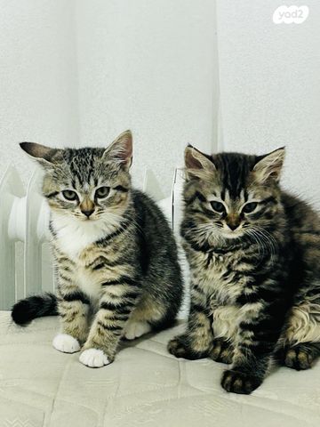 חתול אנגורה