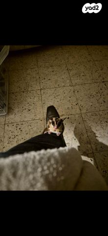 מכרסם סנאי מעופף \ שוגר