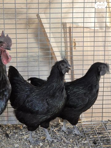 חיית משק בלאדי