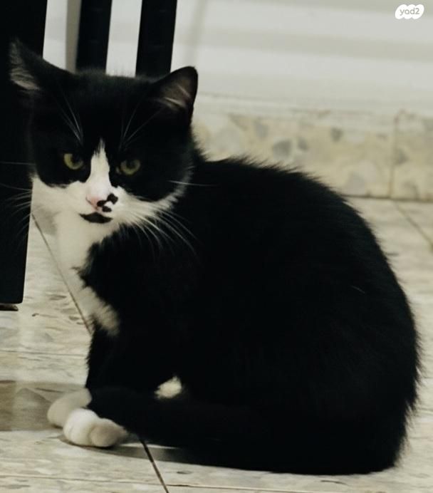 חתול אנגורה