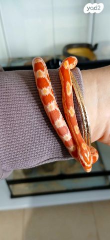 זוחל כרכן תירס