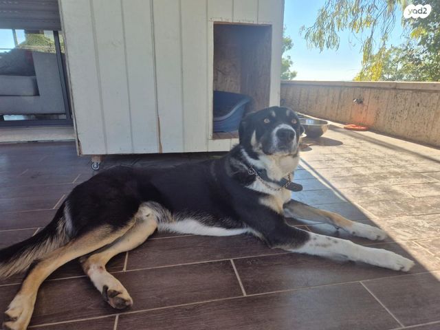 כלב בורדר קולי