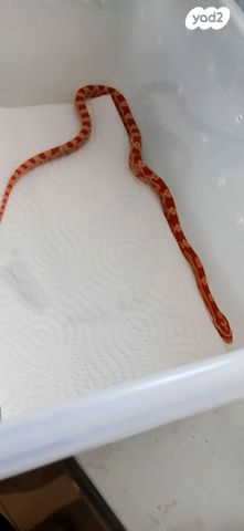 זוחל כרכן תירס