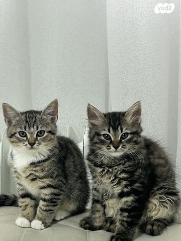 חתול אנגורה