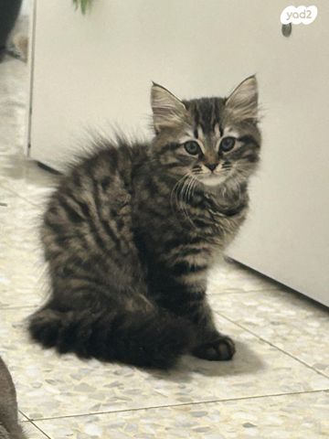 חתול אנגורה