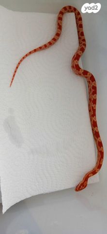 זוחל כרכן תירס