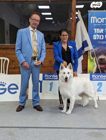 כלב רועה שוויצרי לבן