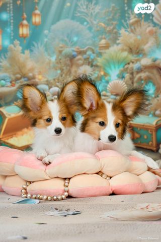 תמונת מודעה - חיות מחמד