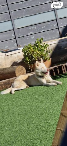 תמונת מודעה - חיות מחמד