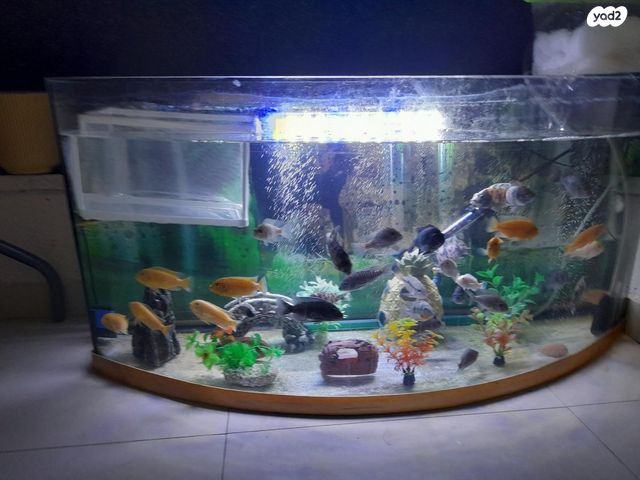 תמונת מודעה - חיות מחמד