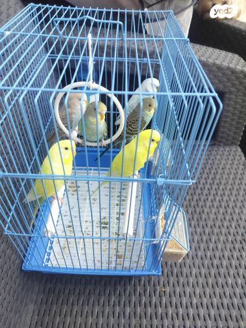 תמונת מודעה - חיות מחמד