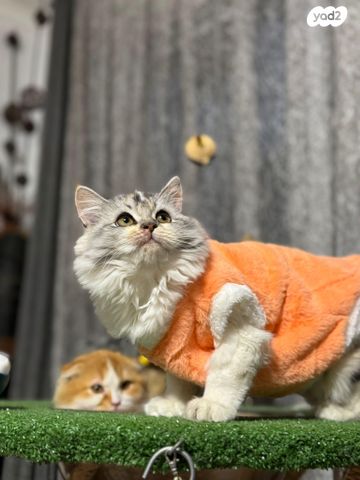 תמונת מודעה - חיות מחמד