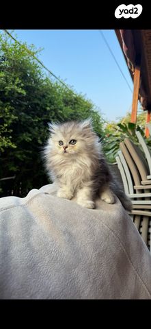 תמונת מודעה - חיות מחמד