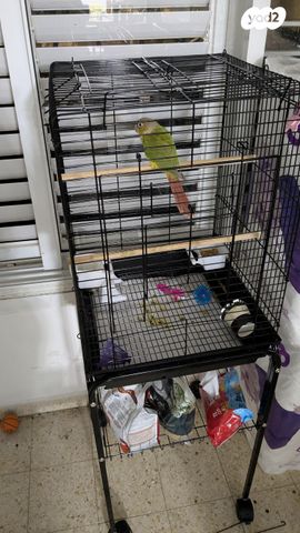 תמונת מודעה - חיות מחמד