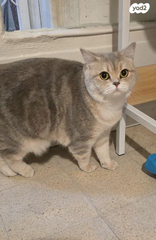 תמונת מודעה - חיות מחמד