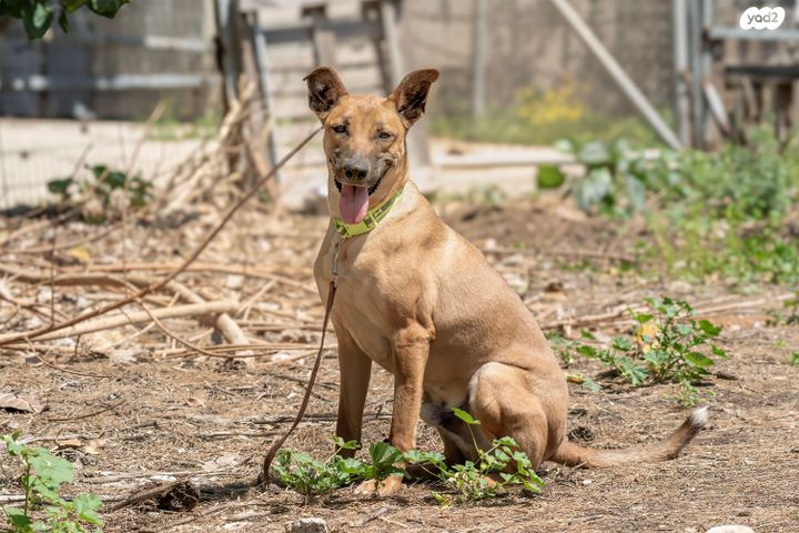 תמונת מודעה - חיות מחמד