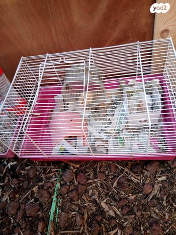 תמונת מודעה - חיות מחמד