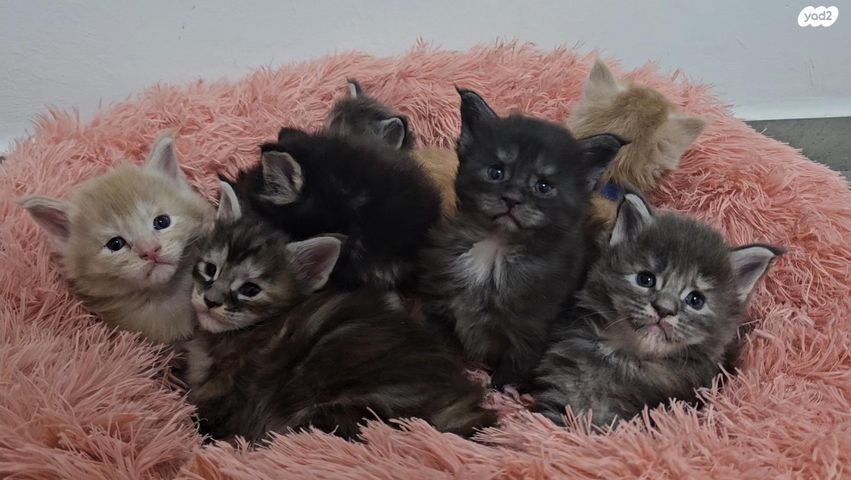 תמונת מודעה - חיות מחמד