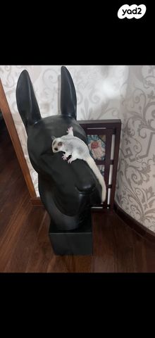 תמונת מודעה - חיות מחמד