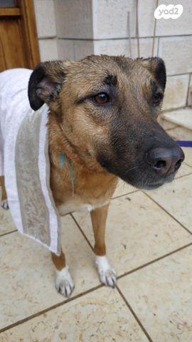 תמונת מודעה - חיות מחמד