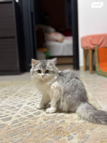 תמונת מודעה - חיות מחמד