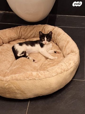 תמונת מודעה - חיות מחמד