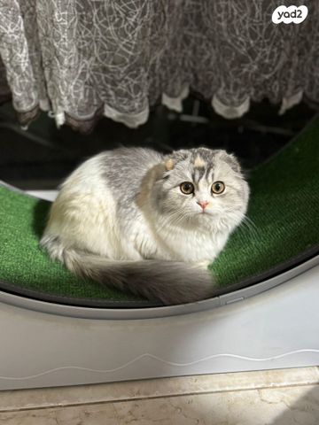 תמונת מודעה - חיות מחמד