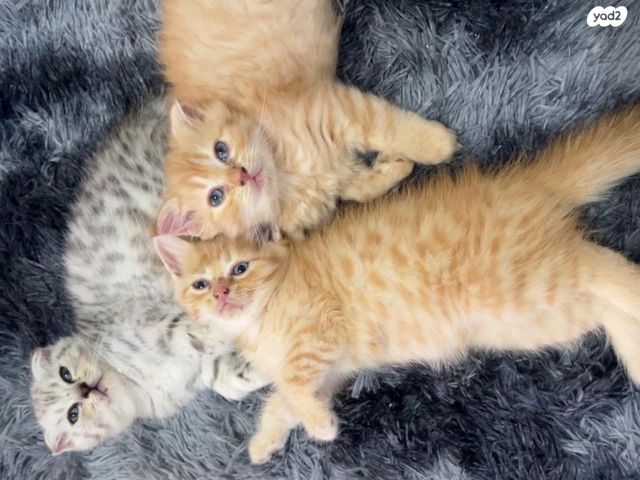 תמונת מודעה - חיות מחמד