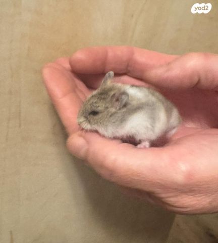 תמונת מודעה - חיות מחמד