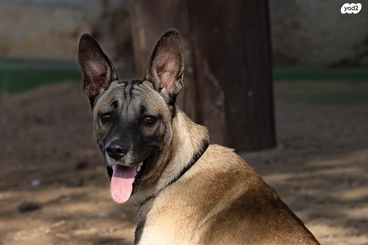 תמונת מודעה - חיות מחמד