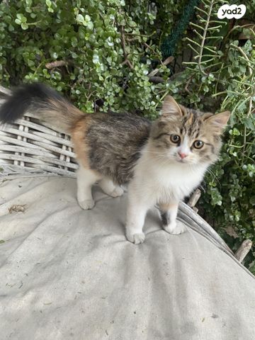 תמונת מודעה - חיות מחמד