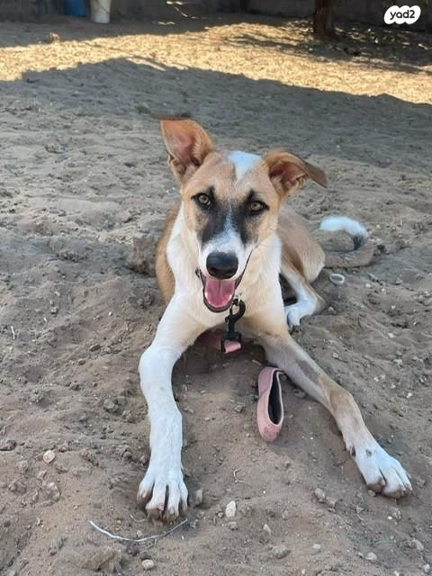 תמונת מודעה - חיות מחמד