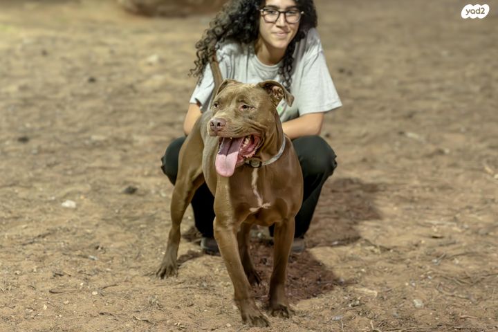 תמונת מודעה - חיות מחמד