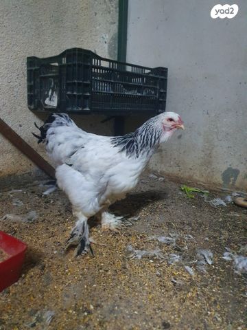 תמונת מודעה - חיות מחמד