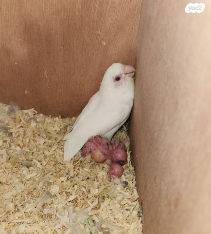 תמונת מודעה - חיות מחמד