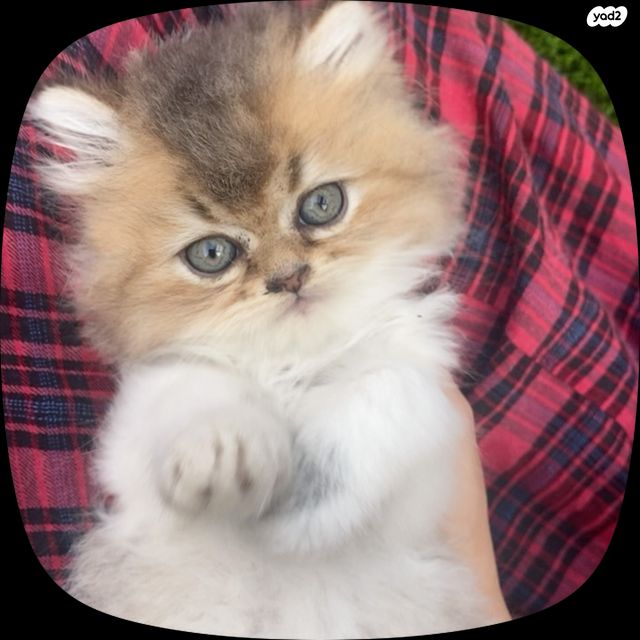 תמונת מודעה - חיות מחמד