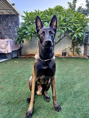 תמונת מודעה - חיות מחמד