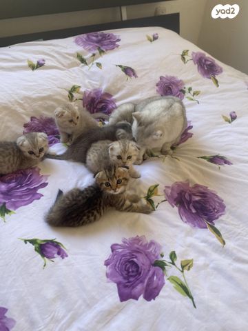 תמונת מודעה - חיות מחמד