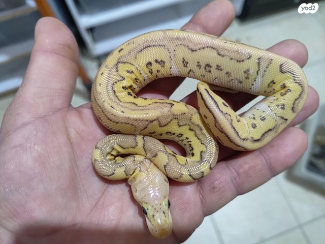 תמונת מודעה - חיות מחמד