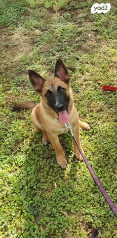 תמונת מודעה - חיות מחמד