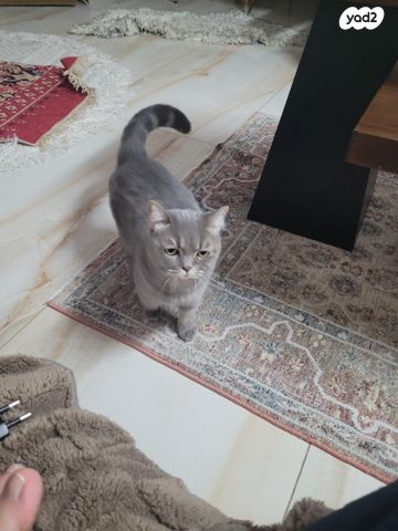 תמונת מודעה - חיות מחמד