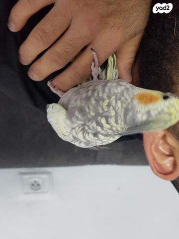 תמונת מודעה - חיות מחמד