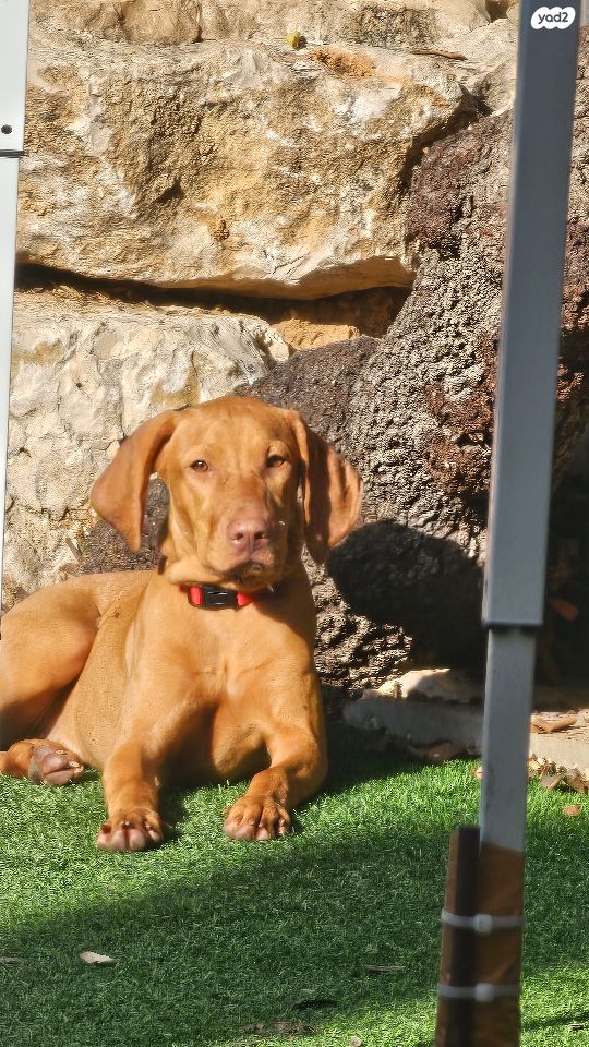 תמונת מודעה - חיות מחמד