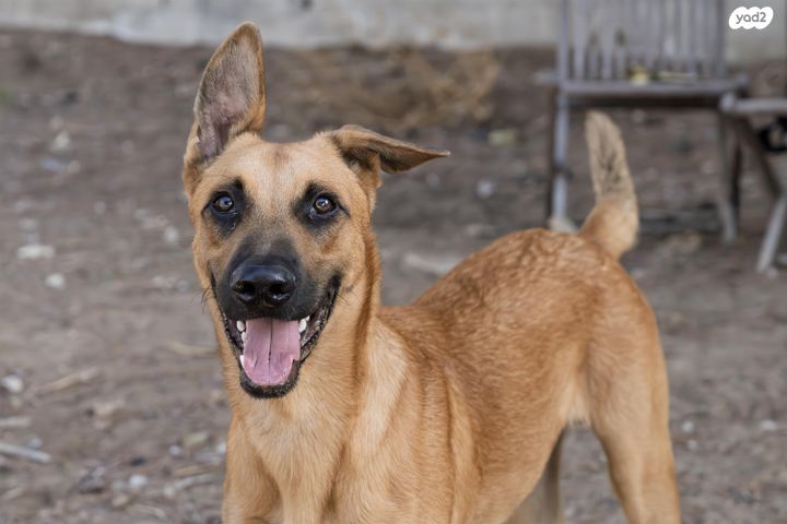 תמונת מודעה - חיות מחמד