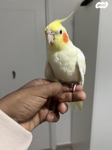 תמונת מודעה - חיות מחמד