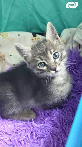 תמונת מודעה - חיות מחמד